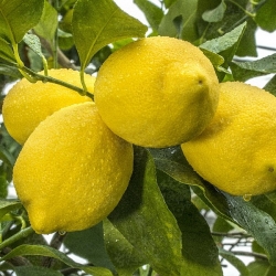Limone femminello Zagara bianca