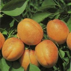 Albicocco Luizet (Prunus armeniaca)