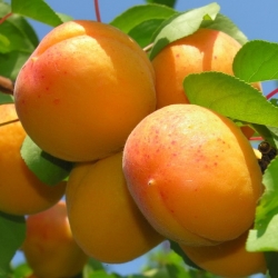 Albicocco Reale di Imola (Prunus armeniaca)