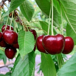 Ciliegio Durone di Vignola 1a (Prunus avium)