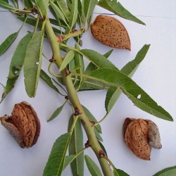 Mandorlo Ghiaccioli (Prunus Dulcis)