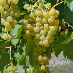 Vite da vino Biancame (Vitis vinifera)