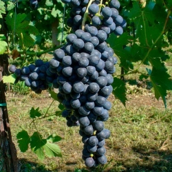 Vite da vino Lacrima Nera (Vitis vinifera)
