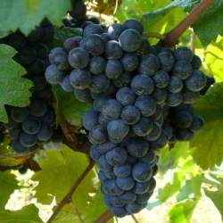 Vite da vino Merlot (Vitis vinifera)