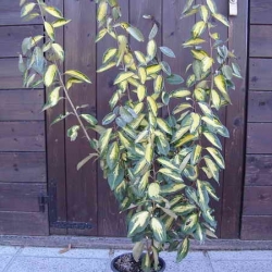 Eleagno variegato (Elaeagnus x Ebbingei) "Limelight"