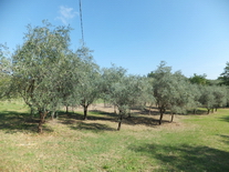 olivo ornamentale da giardino