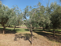 olivo ornamentale prezzo