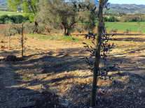 Impianto oliveto - Vivai Piante Gabbianelli