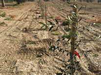 Impianto oliveto - Vivai Piante Gabbianelli