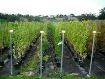 Viti di uva da tavola Vendita Online - Vivai Piante Gabbianelli