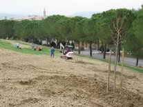 Realizzazione area verde commerciale - Vivai Piante Gabbianelli