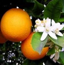 Arancio (Citrus Sinensis)