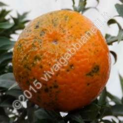 Chinotto (Citrus Myrtifolia)