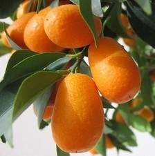 Kumquat (Fortunella Margarita)