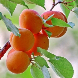 Albicocco Aurora (Prunus armeniaca)