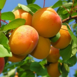 Albicocco Boccuccia (Prunus armeniaca)