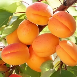 Albicocco Palummella (Prunus armeniaca)