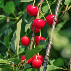Ciliegio acido Amarena (Prunus cerasus)