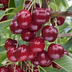 Ciliegio Bigarreau Burlat (Prunus avium)