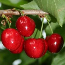 Ciliegio Grossa di Pistoia (Prunus avium)