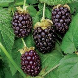 Boysenberry (ibrido mora-lampone)