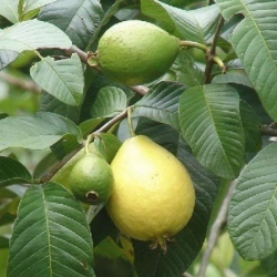 Guava comune (Psidium guajava)