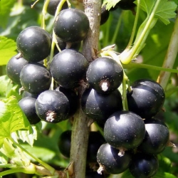 Ribes nero (Ribes nigrum)