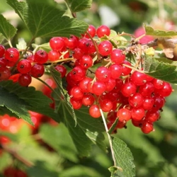 Ribes rosso (Ribes rubrum)