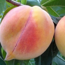 Pesco Andross (Prunus persica)