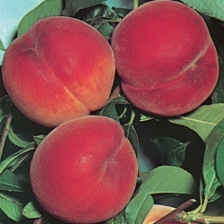 Pesco Calred (Prunus persica)