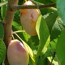 Susino Pappagona (Prunus domestica)