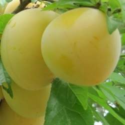 Susino Dorata Precoce (Prunus domestica)