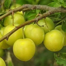 Susino Goccia d'oro (Shiro) (Prunus domestica)