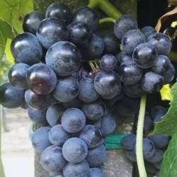 Vite da tavola Isabella - Fragola Nera (Vitis vinifera)