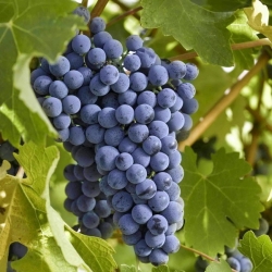 Vite da vino Cabernet Sauvignon (Vitis vinifera)