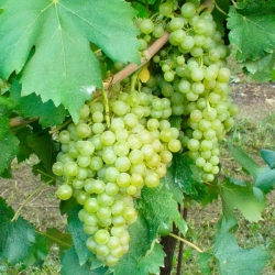 Vite da vino Maceratino (Vitis vinifera)