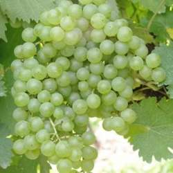 Vite da vino Malvasia Bianca di Candia (Vitis vinifera)