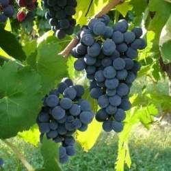 Vite da vino Montepulciano (Vitis vinifera)