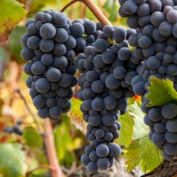 Vite da vino Sangiovese (Vitis vinifera)