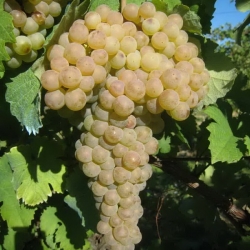 Vite da vino Trebbiano toscano (Vitis vinifera)