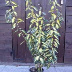 Oleandro (Nerium Oleander) - SALMONE