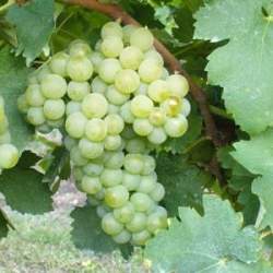 Barbatelle Verdicchio (Vitis vinifera)