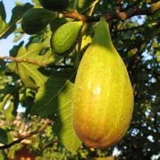 Fico Portoghese (Ficus Carica)