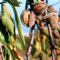 Mandorlo Tuono (Prunus Dulcis)