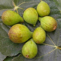 Fico Dalmatie (Ficus Carica)