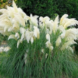 Cortaderia selloana “White Feather”